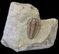 Prone, Flexicalymene Trilobite - Ohio #40669-2